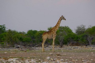 730 Namibia Okt 2006 .JPG